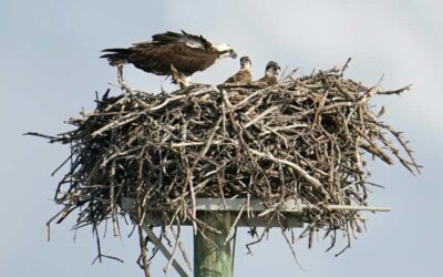 Warum du dich niemals auf ein Nestmodell einlassen solltest