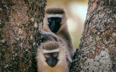 Wie du am besten mit seinen Flying Monkeys umgehst