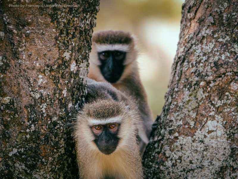 Wie du am besten mit seinen Flying Monkeys umgehst